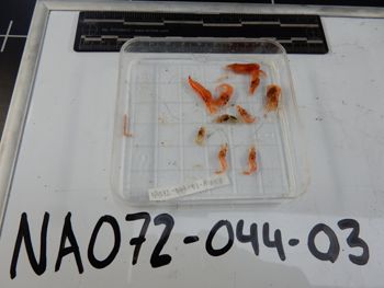 Media type: image;   Invertebrate Zoology 139217